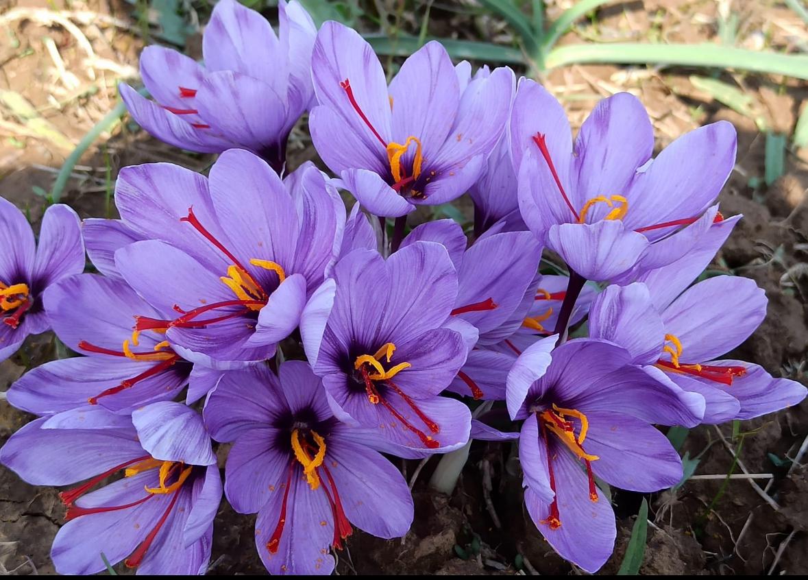 PREMIUM KASHMIRI SAFFRON