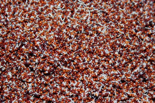 SPROUTED RAGI