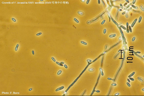 VERTICILLIUM LECANII | SPIISRY