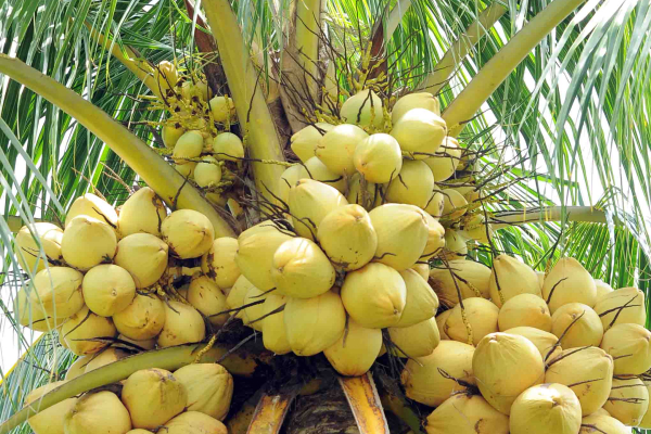 KALPA POSHAK- MICRONUTRIENT