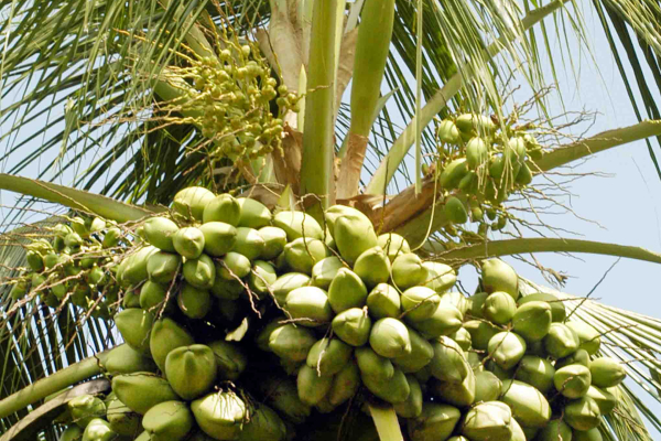 KALPA VARDHINI- MICRONUTRIENT