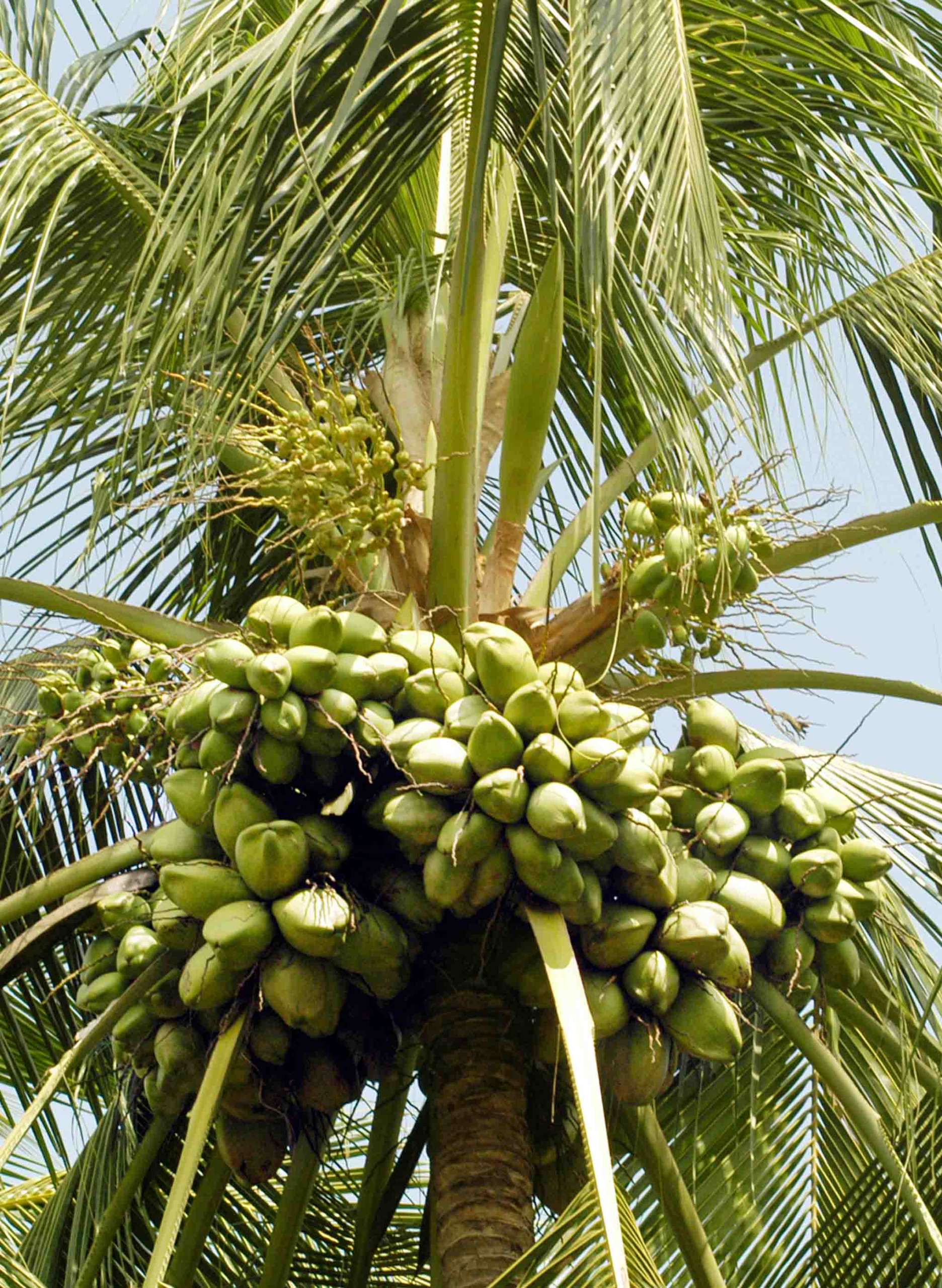 KALPA VARDHINI- MICRONUTRIENT
